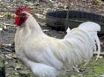 Продаю Петухов 