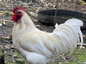 Продаю Петухов 