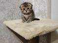 Продаются котята 