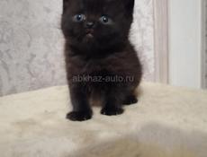 Продаются котята 