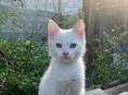 Отдам кошку 