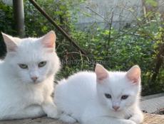 Отдам кошку 