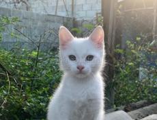 Отдам кошку 