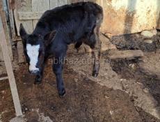 Телёнок 28 дней