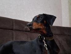 Продою Добермана девочка 6 месяцев есть прививки 