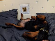 Продою Добермана девочка 6 месяцев есть прививки 