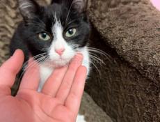 Котенок в добрые руки