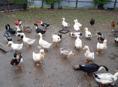 Продам утки 🦆
