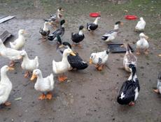 Продам утки 🦆