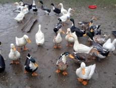 Продам утки 🦆