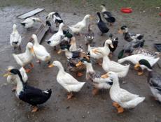 Продам утки 🦆