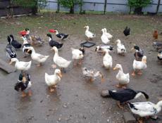 Продам утки 🦆