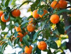 Бригада собираем мандарины 