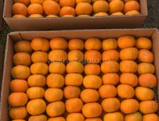 Продам мандарины 