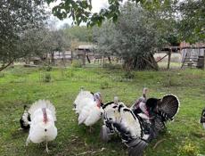 Индюки-индюшки