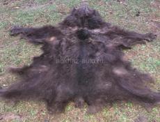 Продаю медвежью шкуру .