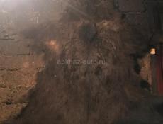 Продаю медвежью шкуру .