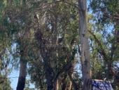 Участок на чанба 6 соток с документами