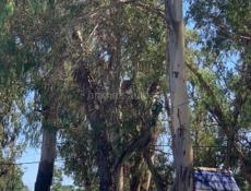 Участок на чанба 6 соток с документами