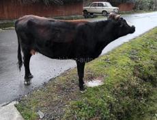 Продаётся доеная корова 