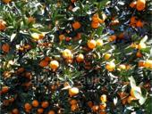 Продается мандарин 