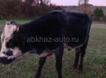 Бычок 65 70 кг 