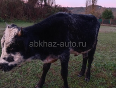 Бычок 65 70 кг 