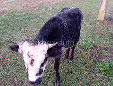 Бычок 65 70 кг 