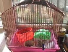 Продаю 5 Хамяков 