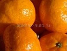 мандарин покупаем с сада, мы сами собираем ,, 9259484