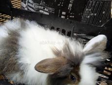 Пушистые карликовые кролики.