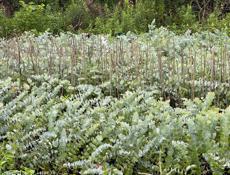 Саженцы эвкалипта