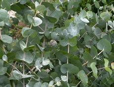 Саженцы эвкалипта