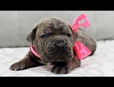 Щенки Кане Корсо 🖤🖤🖤🖤🖤🖤🖤🖤🖤🖤🖤