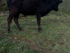 Продаю бычка 60,70 кг 