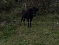 Продаю бычка 60,70 кг 