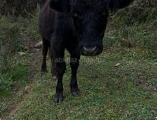 Продаю бычка 60,70 кг 