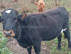 Молодая породистая телка