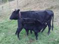 Продам скот коровы и телята