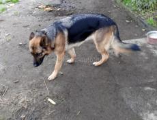 Немецкая овчарка