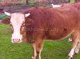 Продаю телку 75-80