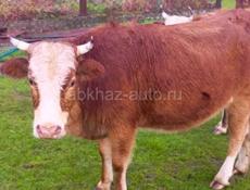 Продаю телку 75-80