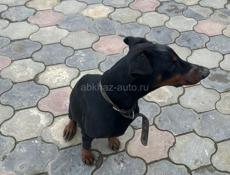 Отдам добермана 