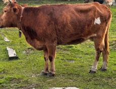 Продается Корова 