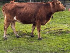 Продается Корова 