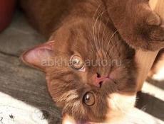 Собираем мандарины !