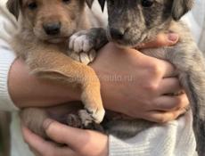 ОЧЕНЬ КРАСИВЫЕ ЩЕНКИ В ДАР