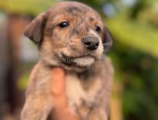 ОЧЕНЬ КРАСИВЫЕ ЩЕНКИ В ДАР