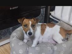 Джек Расел щеночки