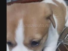 Джек Расел щеночки